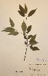  ( - H661499)  @11 [ ] Unspecified (default): All Rights Reserved  Unspecified Unspecified