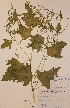  ( - H662139)  @11 [ ] Unspecified (default): All Rights Reserved  Unspecified Unspecified