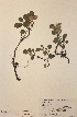  (Salix reticulata - H668969)  @11 [ ] Unspecified (default): All Rights Reserved  Unspecified Unspecified