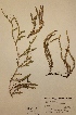  (Lycopodium annotinum subsp. alpestre x subsp. annotinum - H670420)  @11 [ ] Unspecified (default): All Rights Reserved  Unspecified Unspecified