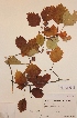  (Crataegus flabellata var. flabellata - H679127)  @11 [ ] Unspecified (default): All Rights Reserved  Unspecified Unspecified
