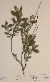  (Salix lapponum - H681186)  @11 [ ] Unspecified (default): All Rights Reserved  Unspecified Unspecified