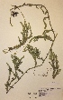  (Lycopodium - H685692)  @11 [ ] Unspecified (default): All Rights Reserved  Unspecified Unspecified