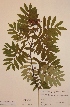  (Sorbus aucuparia var. heteromorpha - H694784)  @11 [ ] Unspecified (default): All Rights Reserved  Unspecified Unspecified