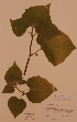  ( - H695298)  @11 [ ] Unspecified (default): All Rights Reserved  Unspecified Unspecified