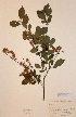  (Salix starkeana - H706228)  @11 [ ] Unspecified (default): All Rights Reserved  Unspecified Unspecified