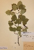  (Crataegus flabellata var. grayana - H718229)  @11 [ ] Unspecified (default): All Rights Reserved  Unspecified Unspecified