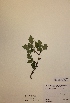  (Crataegus x media - H725910)  @11 [ ] Unspecified (default): All Rights Reserved  Unspecified Unspecified