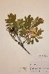 (Sorbus aucuparia subs. glabrata - H731447)  @11 [ ] Unspecified (default): All Rights Reserved  Unspecified Unspecified