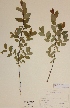  (Salix myrtilloides - H778611)  @11 [ ] Unspecified (default): All Rights Reserved  Unspecified Unspecified