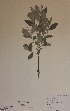  ( - H808281)  @11 [ ] Unspecified (default): All Rights Reserved  Unspecified Unspecified