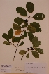  ( - H811029)  @11 [ ] Unspecified (default): All Rights Reserved  Unspecified Unspecified