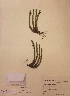  (Huperzia selago subsp. arctica - H829193)  @11 [ ] Unspecified (default): All Rights Reserved  Unspecified Unspecified