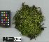  (Campylium stellatum - TUR118704)  @11 [ ] Unspecified (default): All Rights Reserved  Unspecified Unspecified