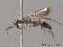  ( - BC ZSM HYM 10222)  @13 [ ] CreativeCommons - Attribution Non-Commercial Share-Alike (2010) Stefan Schmidt SNSB, Zoologische Staatssammlung Muenchen
