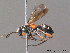  ( - BC ZSM HYM 10239)  @14 [ ] CreativeCommons - Attribution Non-Commercial Share-Alike (2010) Stefan Schmidt SNSB, Zoologische Staatssammlung Muenchen