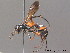  ( - BC ZSM HYM 10240)  @14 [ ] CreativeCommons - Attribution Non-Commercial Share-Alike (2010) Stefan Schmidt SNSB, Zoologische Staatssammlung Muenchen