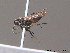  ( - BC ZSM HYM 10259)  @14 [ ] CreativeCommons - Attribution Non-Commercial Share-Alike (2010) Stefan Schmidt SNSB, Zoologische Staatssammlung Muenchen
