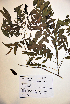  (Senna occidentalis - VP-15b)  @11 [ ] No Rights Reserved (2014) Unspecified Columbus State University, GA