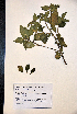  ( - VP-18a)  @11 [ ] No Rights Reserved (2014) Unspecified Columbus State University, GA