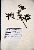  ( - VP-18b)  @11 [ ] No Rights Reserved (2014) Unspecified Columbus State University, GA