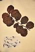  ( - VP-37a)  @11 [ ] No Rights Reserved (2014) Unspecified Columbus State University, GA