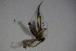  ( - DIP 03788)  @12 [ ] CreativeCommons - Attribution Non-Commercial Share-Alike (2015) Unspecified SNSB, Zoologische Staatssammlung Muenchen