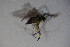  ( - DIP 03861)  @12 [ ] CreativeCommons - Attribution Non-Commercial Share-Alike (2015) Unspecified SNSB, Zoologische Staatssammlung Muenchen