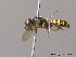  ( - BC ZSM HYM 10167)  @13 [ ] CreativeCommons - Attribution Non-Commercial Share-Alike (2010) Stefan Schmidt SNSB, Zoologische Staatssammlung Muenchen