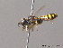  ( - BC ZSM HYM 10168)  @13 [ ] CreativeCommons - Attribution Non-Commercial Share-Alike (2010) Stefan Schmidt SNSB, Zoologische Staatssammlung Muenchen