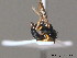  ( - BC ZSM HYM 10173)  @13 [ ] CreativeCommons - Attribution Non-Commercial Share-Alike (2010) Stefan Schmidt SNSB, Zoologische Staatssammlung Muenchen