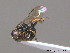  ( - BC ZSM HYM 10174)  @13 [ ] CreativeCommons - Attribution Non-Commercial Share-Alike (2010) Stefan Schmidt SNSB, Zoologische Staatssammlung Muenchen