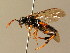  ( - BC ZSM HYM 06457)  @13 [ ] CreativeCommons - Attribution Non-Commercial Share-Alike (2010) Stefan Schmidt SNSB, Zoologische Staatssammlung Muenchen