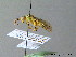  ( - BC ZSM HYM 06467)  @13 [ ] CreativeCommons - Attribution Non-Commercial Share-Alike (2010) Stefan Schmidt SNSB, Zoologische Staatssammlung Muenchen