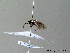  ( - BC ZSM HYM 06475)  @11 [ ] CreativeCommons - Attribution Non-Commercial Share-Alike (2010) Stefan Schmidt SNSB, Zoologische Staatssammlung Muenchen