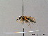  ( - BC ZSM HYM 06729)  @11 [ ] CreativeCommons - Attribution Non-Commercial Share-Alike (2010) Stefan Schmidt SNSB, Zoologische Staatssammlung Muenchen