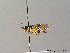  ( - BC ZSM HYM 06734)  @13 [ ] CreativeCommons - Attribution Non-Commercial Share-Alike (2010) Stefan Schmidt SNSB, Zoologische Staatssammlung Muenchen