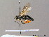  ( - BC ZSM HYM 06749)  @13 [ ] CreativeCommons - Attribution Non-Commercial Share-Alike (2010) Stefan Schmidt SNSB, Zoologische Staatssammlung Muenchen