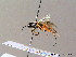  ( - BC ZSM HYM 06773)  @12 [ ] CreativeCommons - Attribution Non-Commercial Share-Alike (2010) Stefan Schmidt SNSB, Zoologische Staatssammlung Muenchen