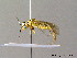  ( - BC ZSM HYM 06782)  @12 [ ] CreativeCommons - Attribution Non-Commercial Share-Alike (2010) Stefan Schmidt SNSB, Zoologische Staatssammlung Muenchen