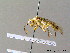  ( - BC ZSM HYM 06783)  @13 [ ] CreativeCommons - Attribution Non-Commercial Share-Alike (2010) Stefan Schmidt SNSB, Zoologische Staatssammlung Muenchen