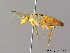  ( - BC ZSM HYM 06791)  @13 [ ] CreativeCommons - Attribution Non-Commercial Share-Alike (2010) Stefan Schmidt SNSB, Zoologische Staatssammlung Muenchen