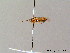 ( - BC ZSM HYM 06795)  @12 [ ] CreativeCommons - Attribution Non-Commercial Share-Alike (2010) Stefan Schmidt SNSB, Zoologische Staatssammlung Muenchen