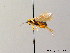  ( - BC ZSM HYM 06889)  @11 [ ] CreativeCommons - Attribution Non-Commercial Share-Alike (2010) Stefan Schmidt SNSB, Zoologische Staatssammlung Muenchen