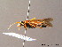  ( - BC ZSM HYM 07127)  @12 [ ] CreativeCommons - Attribution Non-Commercial Share-Alike (2010) Stefan Schmidt SNSB, Zoologische Staatssammlung Muenchen