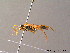  ( - BC ZSM HYM 07128)  @13 [ ] CreativeCommons - Attribution Non-Commercial Share-Alike (2010) Stefan Schmidt SNSB, Zoologische Staatssammlung Muenchen