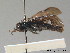  ( - BC ZSM HYM 09378)  @11 [ ] CreativeCommons - Attribution Non-Commercial Share-Alike (2015) Unspecified SNSB, Zoologische Staatssammlung Muenchen