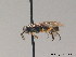  (Ametastegia albipes - BC ZSM HYM 09386)  @14 [ ] CreativeCommons - Attribution Non-Commercial Share-Alike (2015) Unspecified SNSB, Zoologische Staatssammlung Muenchen