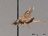 ( - BC ZSM HYM 09393)  @12 [ ] CreativeCommons - Attribution Non-Commercial Share-Alike (2015) Unspecified SNSB, Zoologische Staatssammlung Muenchen