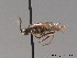  ( - BC ZSM HYM 09395)  @12 [ ] CreativeCommons - Attribution Non-Commercial Share-Alike (2015) Unspecified SNSB, Zoologische Staatssammlung Muenchen